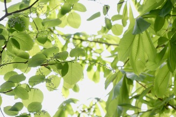 新緑のイメージ