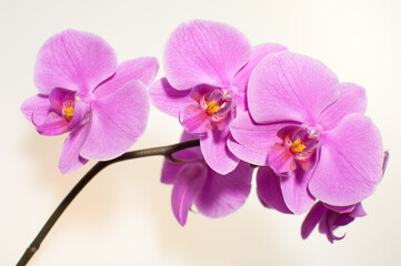 Naklejka na ściany i meble Blooming twig of pink orchid isolated on white background
