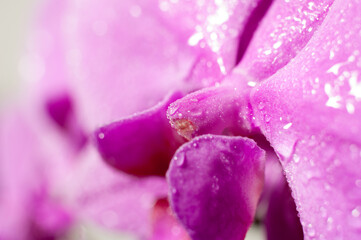 Detail of a pink orchid blossom