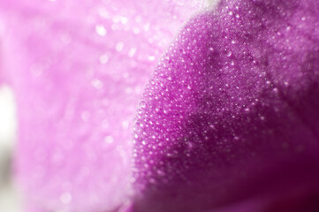 Detail of a pink orchid blossom