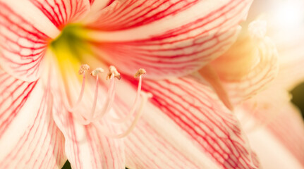 Close-up of beautiful pink pollen.