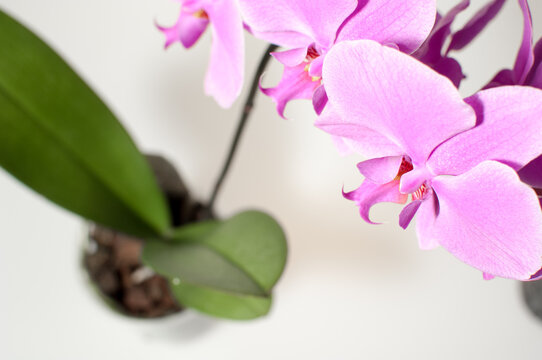 Blooming twig of pink orchid isolated on white background