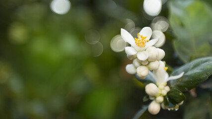 White lemon flowers on a tree blooming on a background of leaves and a blurred green effect. Close up.