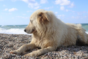 Obraz na płótnie Canvas dog on the beach