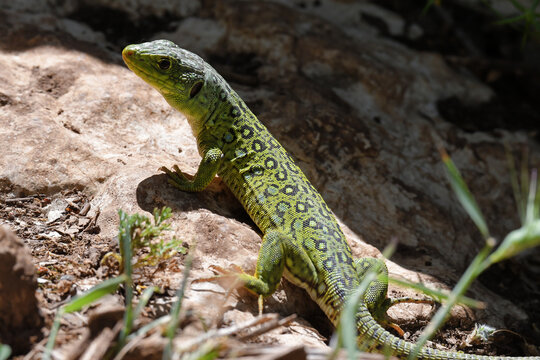 Ocellated lizard (Timon lepidus) in alert posture in El Torcal, Malaga, Andalucia, Spain, Europe
