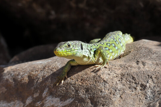 Ocellated lizard (Timon lepidus) basking on a stone near Tarifa, Andalucia, Spain, Europe