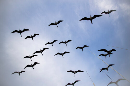 Magnificent frigatebird (Fregata magnificens), breeding colony in Bahia Gabriel, Isla del Espiritu Santo, BCS, Mexico, North America