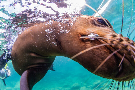 California sea lion (Zalophus californianus), with photographer at Los Islotes, Baja California Sur, Mexico, North America