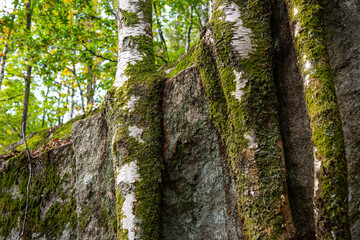 Three birches growing close to a cliffside..