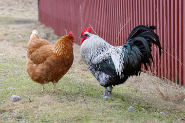 rooster and chickens on a spring pasture