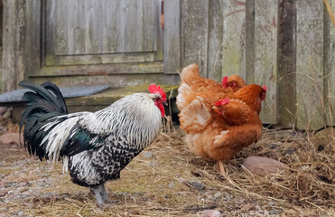 rooster and chickens on a spring pasture