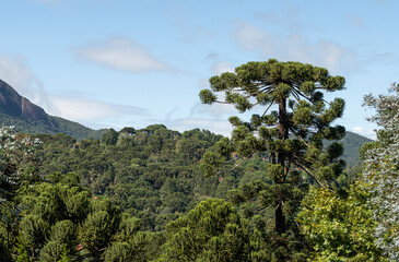 Obraz premium Pinetrees in an altitude rainforest at Minas Gerais, Brazil