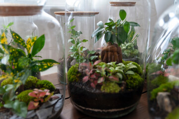 Small decoration plants in a glass bottle, garden terrarium bottle, forest in a jar. Terrarium jar with piece of forest with self ecosystem. Save the earth concept. Bonsai, set of terrariums, jars