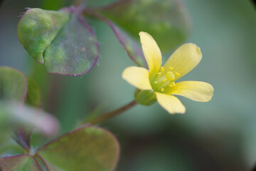 Oxalis stricta