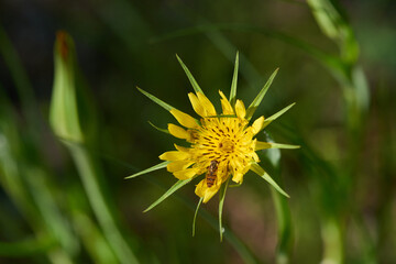 Großer Bocksbart (Tragopogon dubius)	