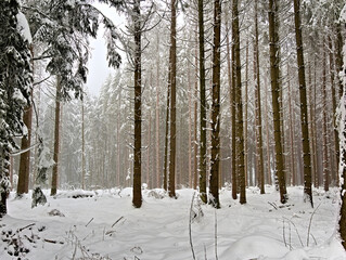 schneebedeckte Nadelbäume in einem Wald bei der Gemeinde Römerswil (Schweiz) im Winter