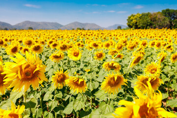 Obraz premium The field of blooming sunflowers on a sky blue background.