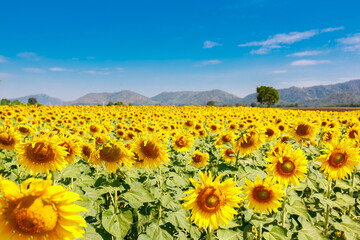 The field of blooming sunflowers on a sky blue background.