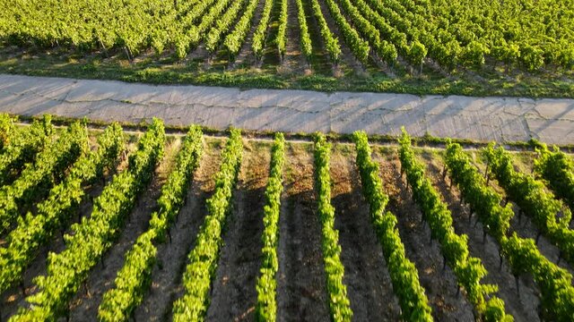 Aerial view on Bavarian vineyards. W&uuml;rzburg, Germany. Endless green fields. Filming from the air with a drone in 4K. Cinematic view.