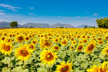 The field of blooming sunflowers on a sky blue background.