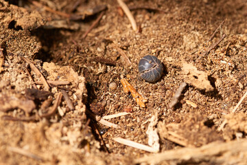 Gemeine Rollassel (Armadillidium vulgare)	
