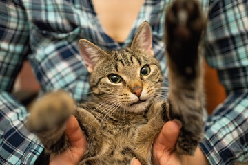 Beautiful tabby cat in the hands of the mistress