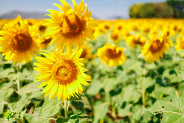 The field of blooming sunflowers on a sky blue background.