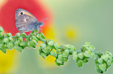 Coenonympha single red spot