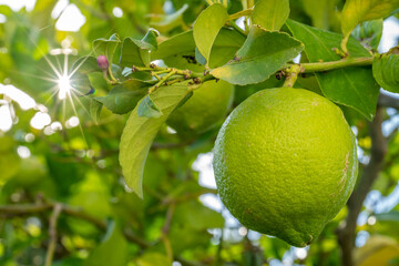 Lemon on the tree with sunstar in the background