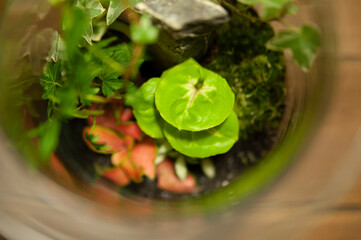 Small decoration plants in a glass bottle/garden terrarium bottle/ forest in a jar. Terrarium jar with piece of forest with self ecosystem. Save the earth concept. Bonsai, set of terrariums/ jars