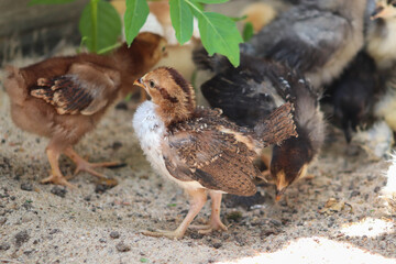 Group of Young baby Bantam chick in the sand