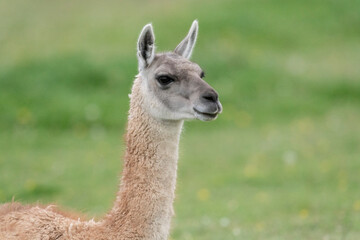 Obraz premium The guanaco (Lama guanicoe)