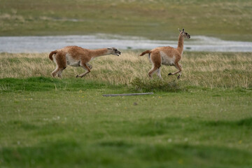 The guanaco (Lama guanicoe)