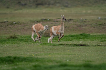 The guanaco (Lama guanicoe)