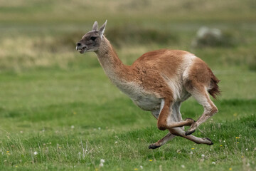 The guanaco (Lama guanicoe)