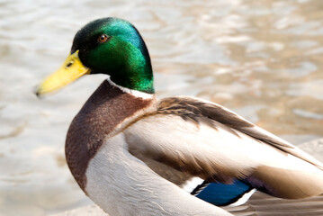 Fototapeta premium Ente am See