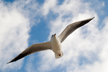 See Möwe am Wolken Himmel