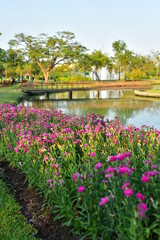 Fototapeta na wymiar Colorful flowers in nature.flowers in the garden.Flower Blooming in the Suan Luang Rama IX Park. 