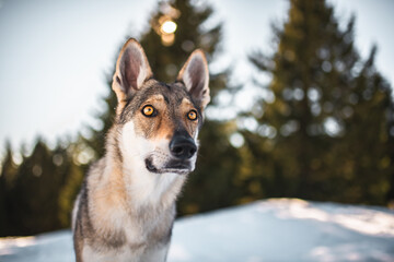 portrait of a wolf dog in the snow with a tree behind, adventure, travel, wild, mountain