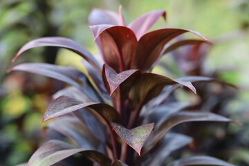 Beautiful red Leaf or plant Cordyline fruticosa leaves colorful tropical nature background