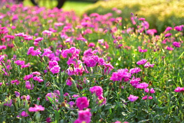 Obraz na płótnie Canvas Colorful flowers in nature.flowers in the garden.Flower Blooming in the Suan Luang Rama IX Park. 
