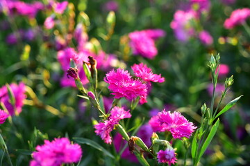 Colorful flowers in nature.flowers in the garden.Flower Blooming in the Suan Luang Rama IX Park. 