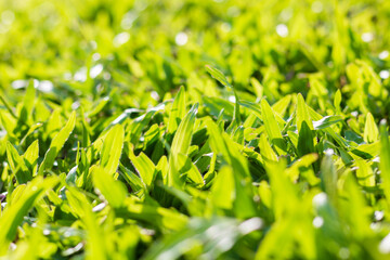 Abstract natural grass background with beautiful bokeh and sunshine.