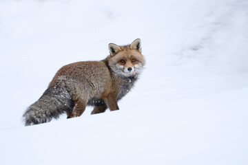 fox in snow