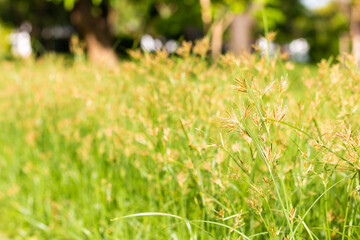 Abstract natural grass background with beautiful bokeh and sunshine.