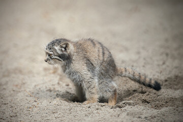 Pallas's cat (Otocolobus manul). Manul is living in the grasslands and montane steppes of Central Asia. Little cute baby manul. Learning process. Small wild kitten. First step