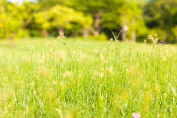 Abstract natural grass background with beautiful bokeh and sunshine.
