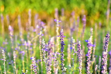Colorful flowers in nature.flowers in the garden.Flower Blooming in the Suan Luang Rama IX Park. 
