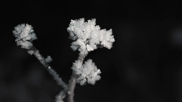 The fluffy crown of the branch is covered with sparkling white frost in the dark. Trees in a cold, winter, snowy forest. Soft, warm light. Beautiful background of nature at night. 4K.