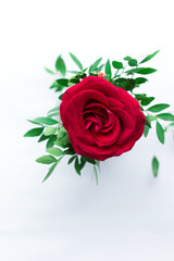 red rose on white background